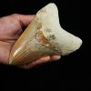 Megalodon de gran tamaño