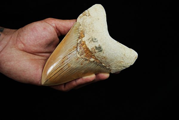 Megalodon de gran tamaño
