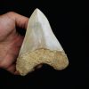 Fósil de Megalodon