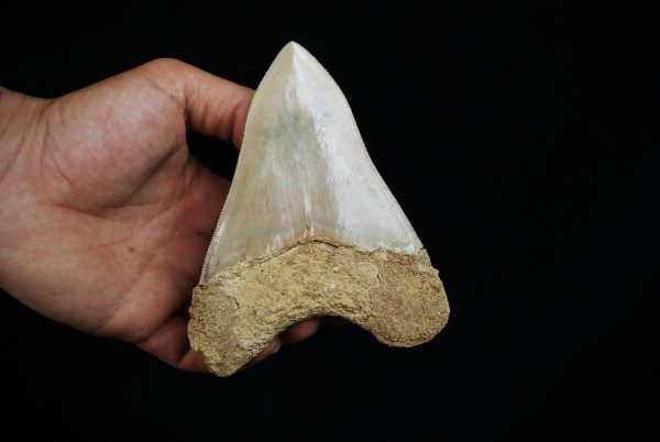 Fósil de Megalodon