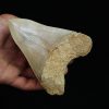 Fósil de Megalodon