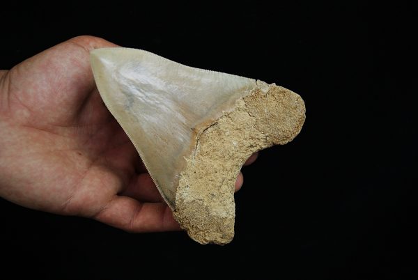 Fósil de Megalodon