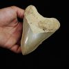 Fósil de Megalodon