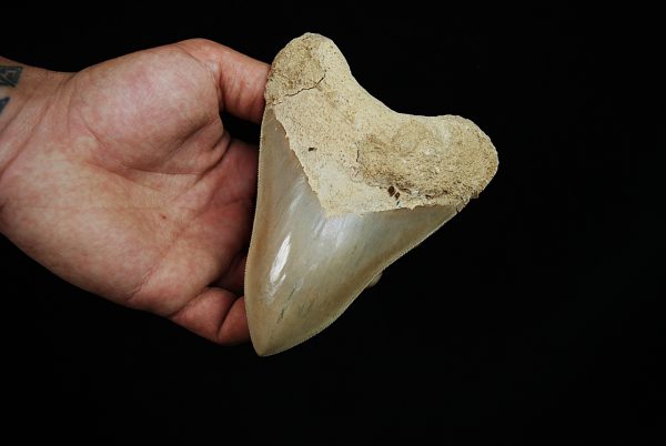 Fósil de Megalodon