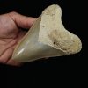 Fósil de Megalodon