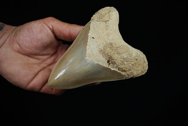 Fósil de Megalodon