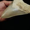 Fósil de Megalodon