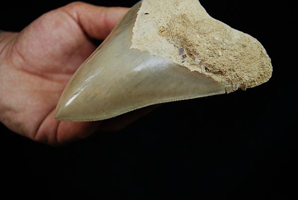 Fósil de Megalodon