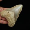 Fósil de Megalodon