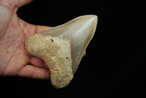 Fósil de Megalodon