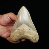 Fósil de Megalodon