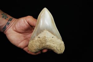 Fósil de Megalodon