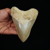 Fósil de Megalodon