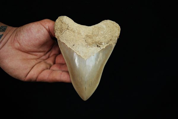 Fósil de Megalodon