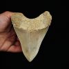 Fósil de Megalodon