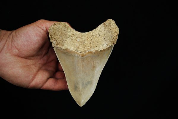 Fósil de Megalodon