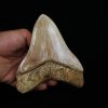 Fósil masivo de Megalodon