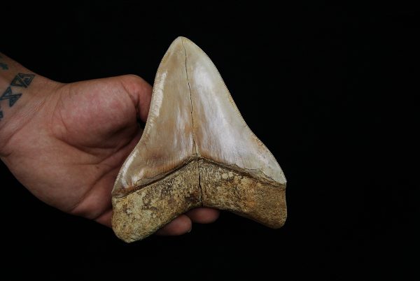 Fósil masivo de Megalodon