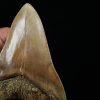 Fósil masivo de Megalodon