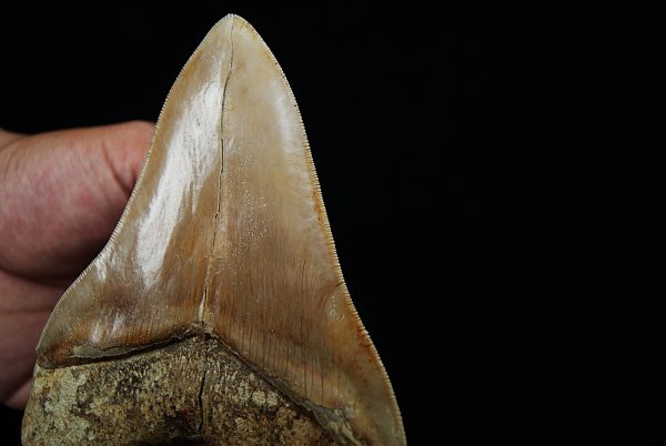 Fósil masivo de Megalodon