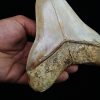 Fósil masivo de Megalodon