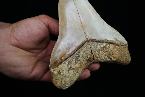 Fósil masivo de Megalodon