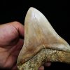 Fósil masivo de Megalodon