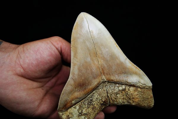 Fósil masivo de Megalodon