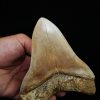 Fósil masivo de Megalodon