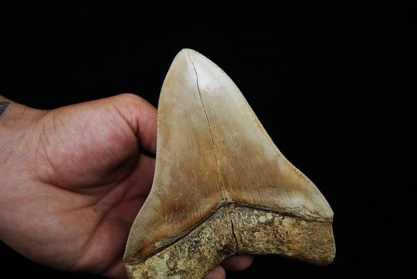 Fósil masivo de Megalodon