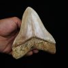 Fósil masivo de Megalodon
