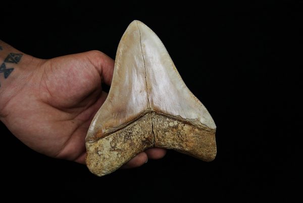 Fósil masivo de Megalodon