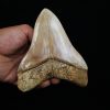 Fósil masivo de Megalodon