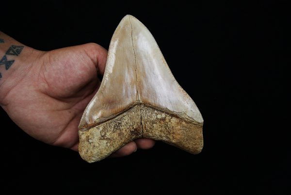 Fósil masivo de Megalodon