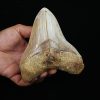 Fósil masivo de Megalodon