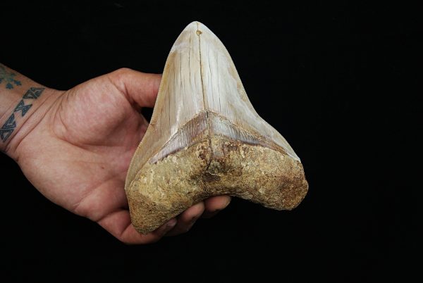 Fósil masivo de Megalodon