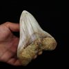 Fósil masivo de Megalodon