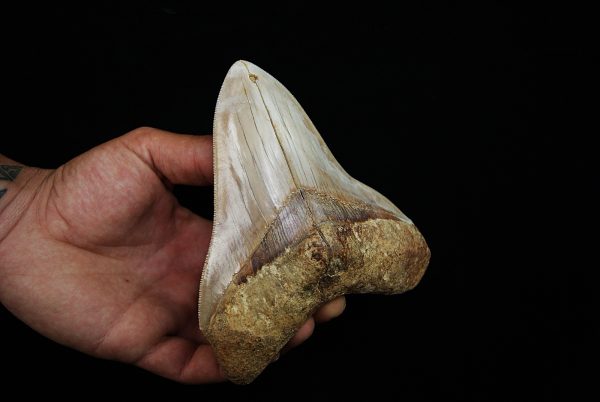 Fósil masivo de Megalodon