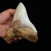 Fósil masivo de Megalodon