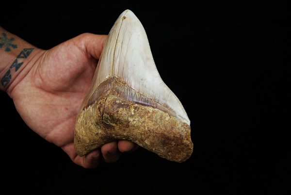 Fósil masivo de Megalodon