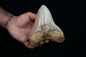 Fósil masivo de Megalodon