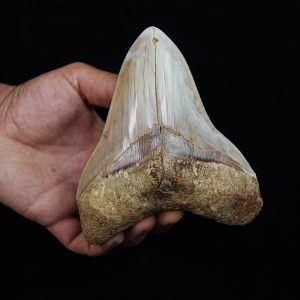 Fósil masivo de Megalodon