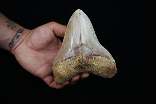 Fósil masivo de Megalodon