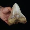 Fósil masivo de Megalodon