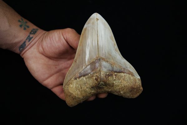 Fósil masivo de Megalodon