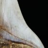 Fósil masivo de Megalodon