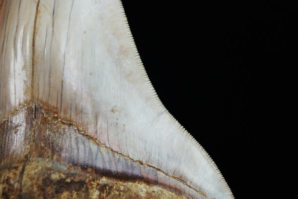 Fósil masivo de Megalodon