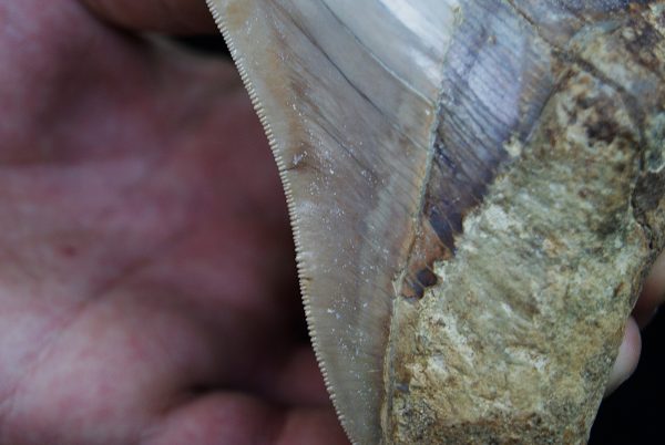 Fósil masivo de Megalodon