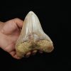 Fósil masivo de Megalodon