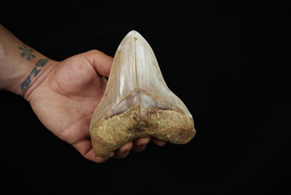 Fósil masivo de Megalodon